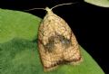 Acleris forsskaleana